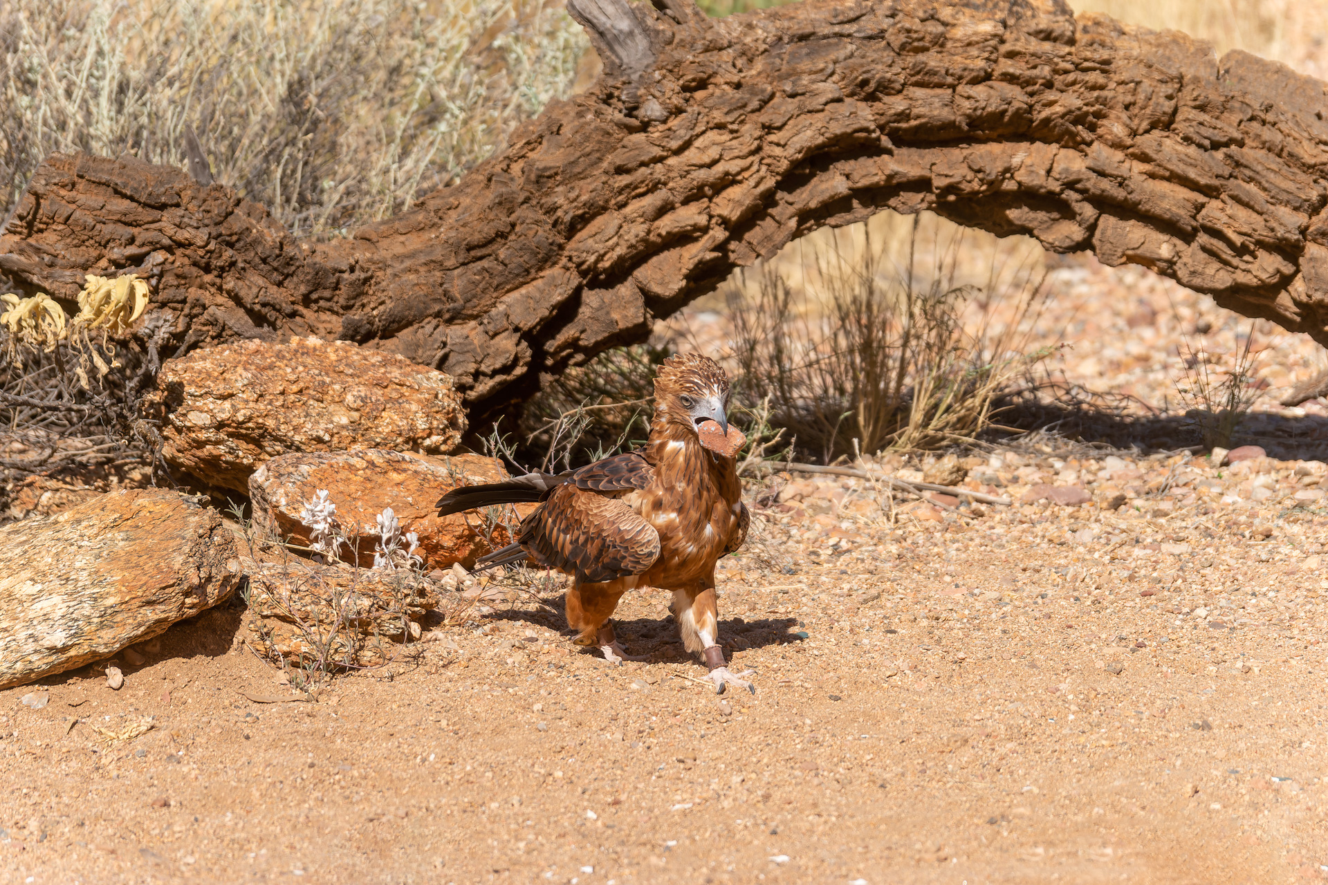 Vermutlich Kleinschwanzadler